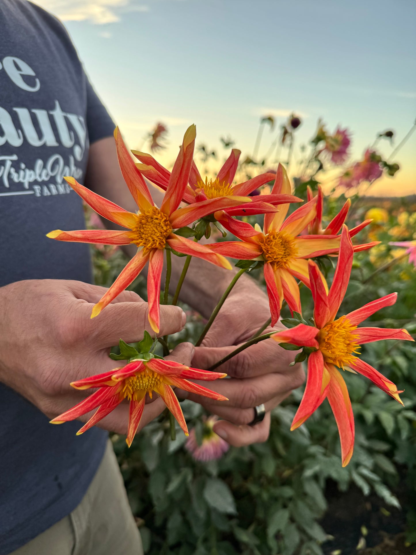 GG's Sun Rays Dahlia Tubers