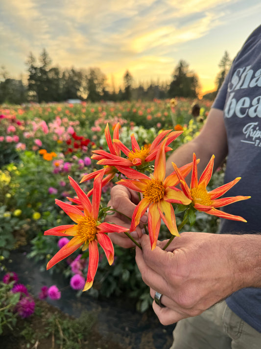 Buy GG's Sun Rays Dahlia Tubers from Triple Wren Farms