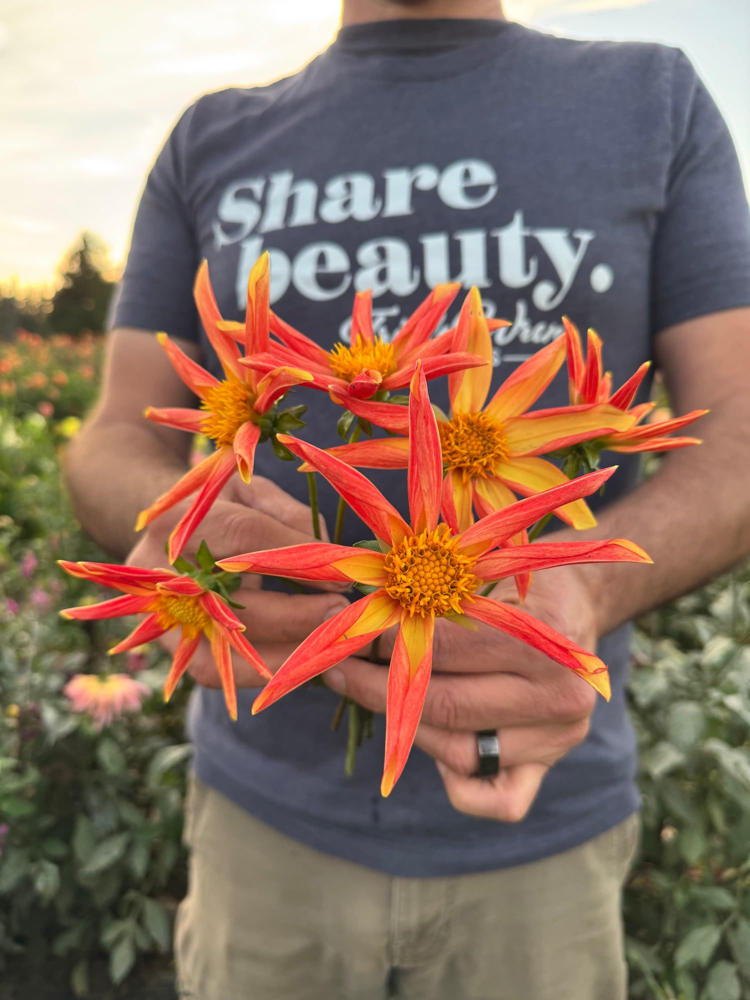 GG's Sun Rays Dahlias