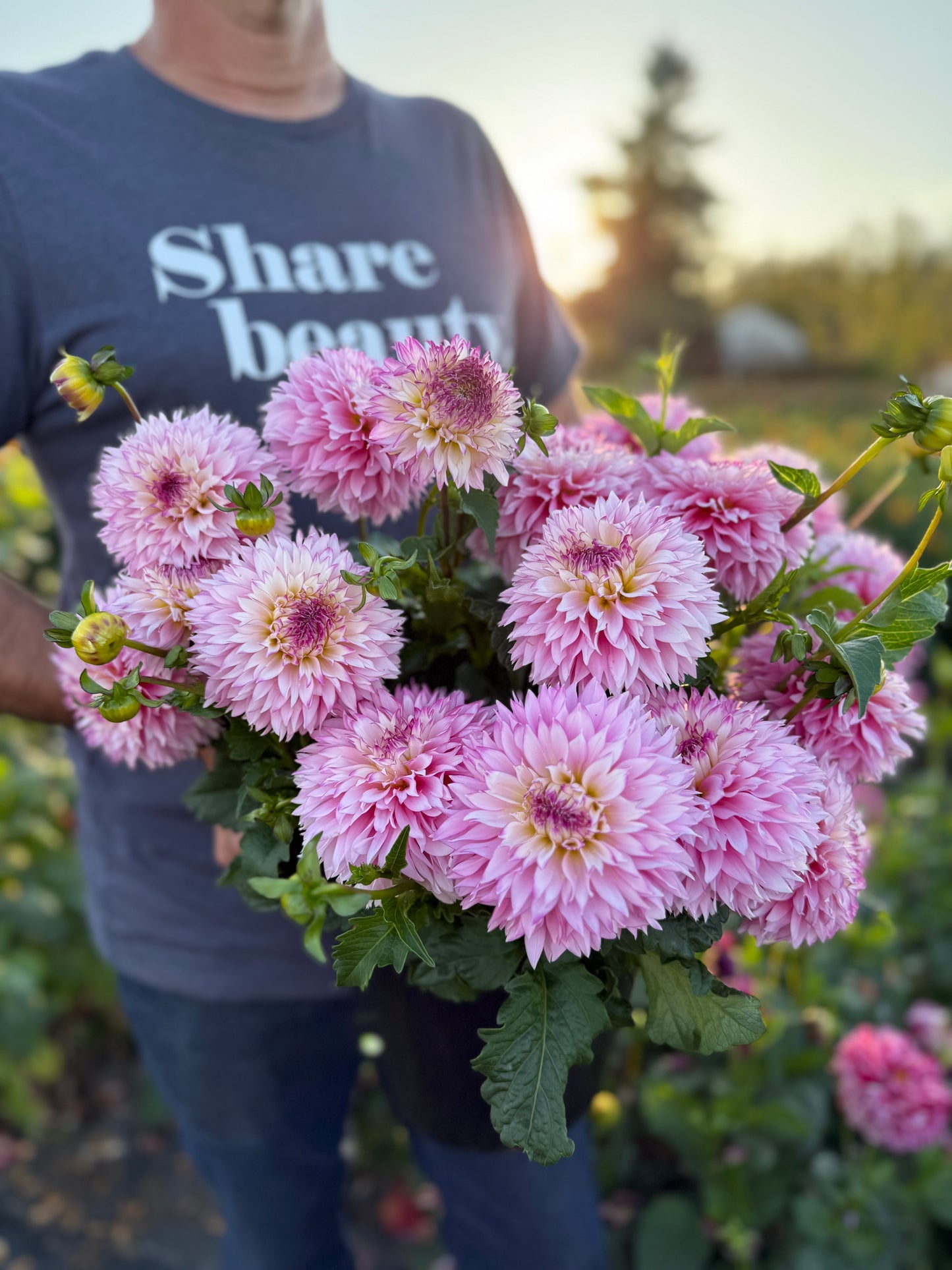 Hollyhill Pinkie Dahlia Tuber
