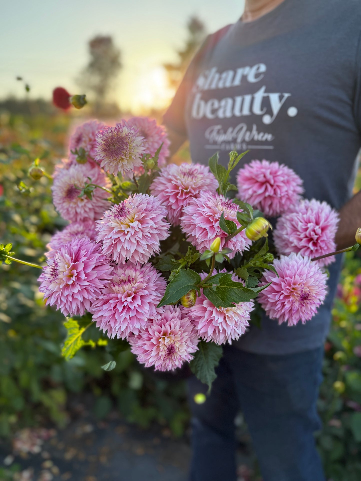 Hollyhill Pinkie Dahlia Tuber