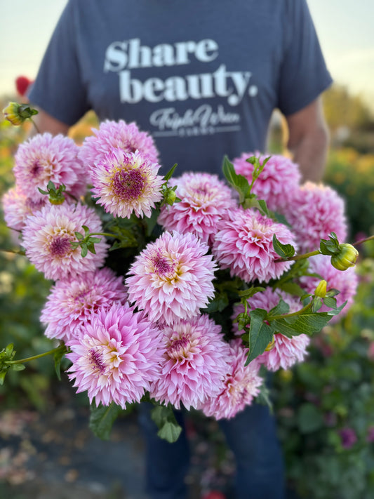 Hollyhill Pinkie Dahlia Tuber