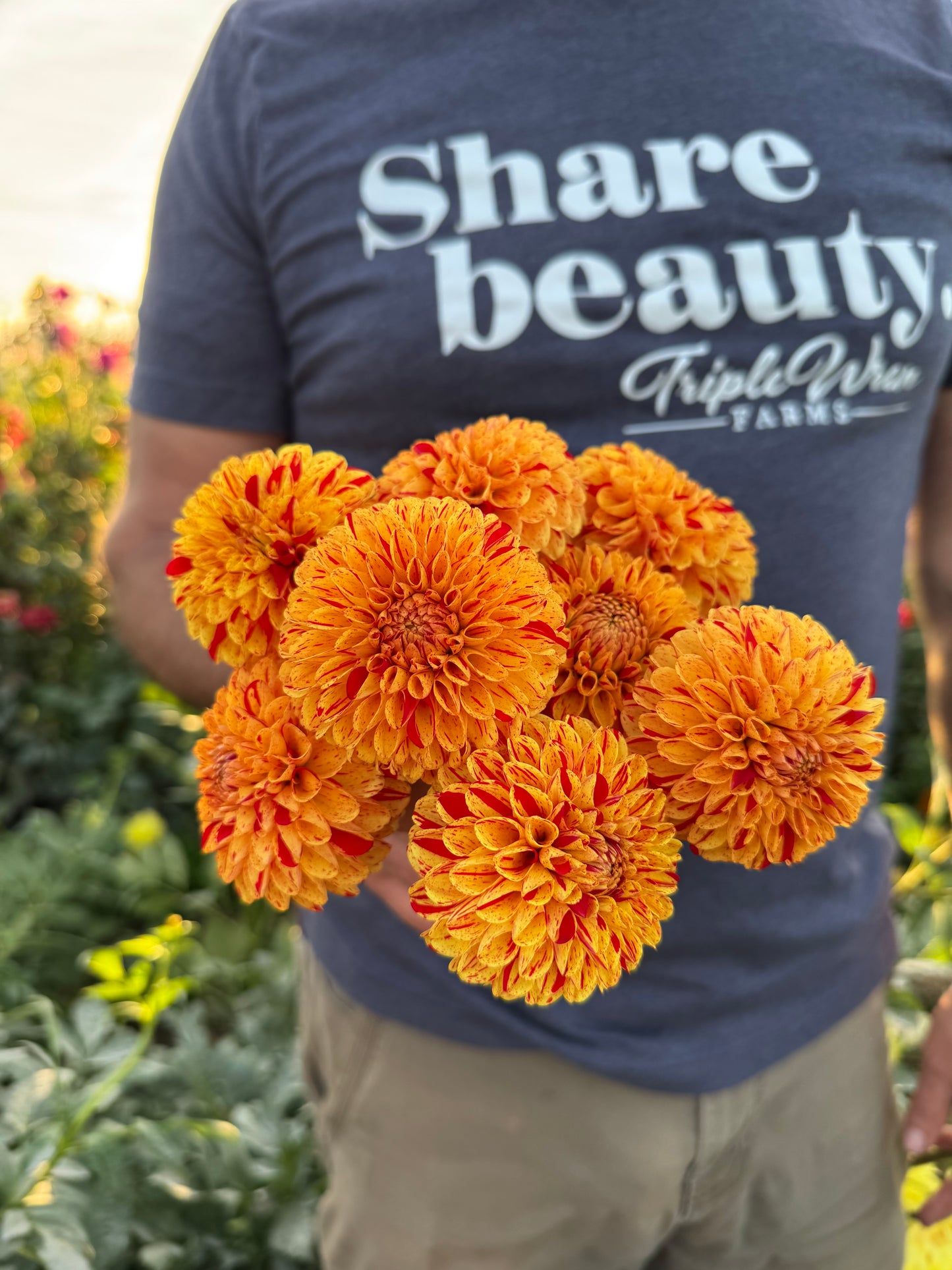 Buy Hollyhill Spreckles Dahlia Tubers from Triple Wren Farms for your home garden