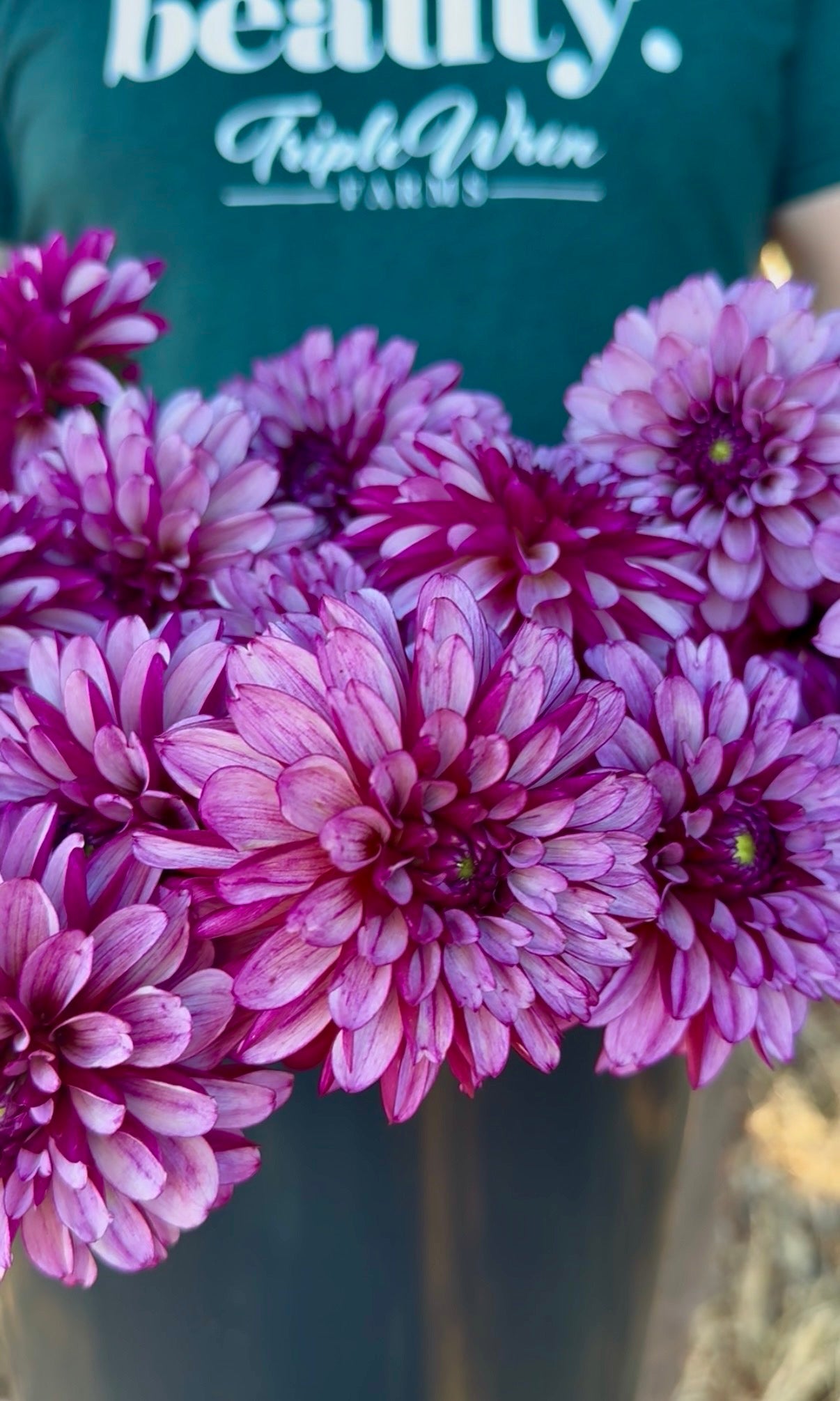 A close-up of vibrant pink and purple dahlias in bloom, with a person wearing a dark green shirt that reads Triple wren FARMS' visible in the background.