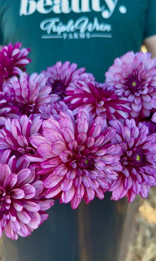 A close-up of vibrant pink and purple dahlias in bloom, with a person wearing a dark green shirt that reads Triple wren FARMS' visible in the background.