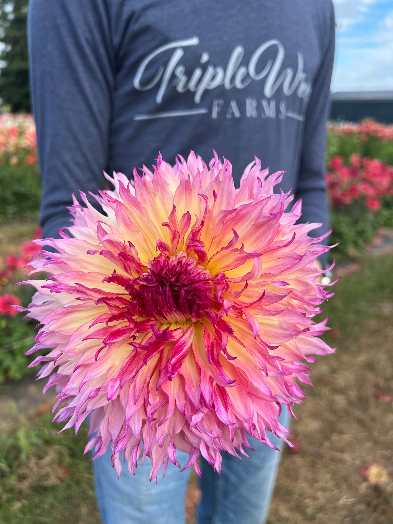 myrtle's folly dahlia seeds Myrtle's Folly Dahlia Tuber