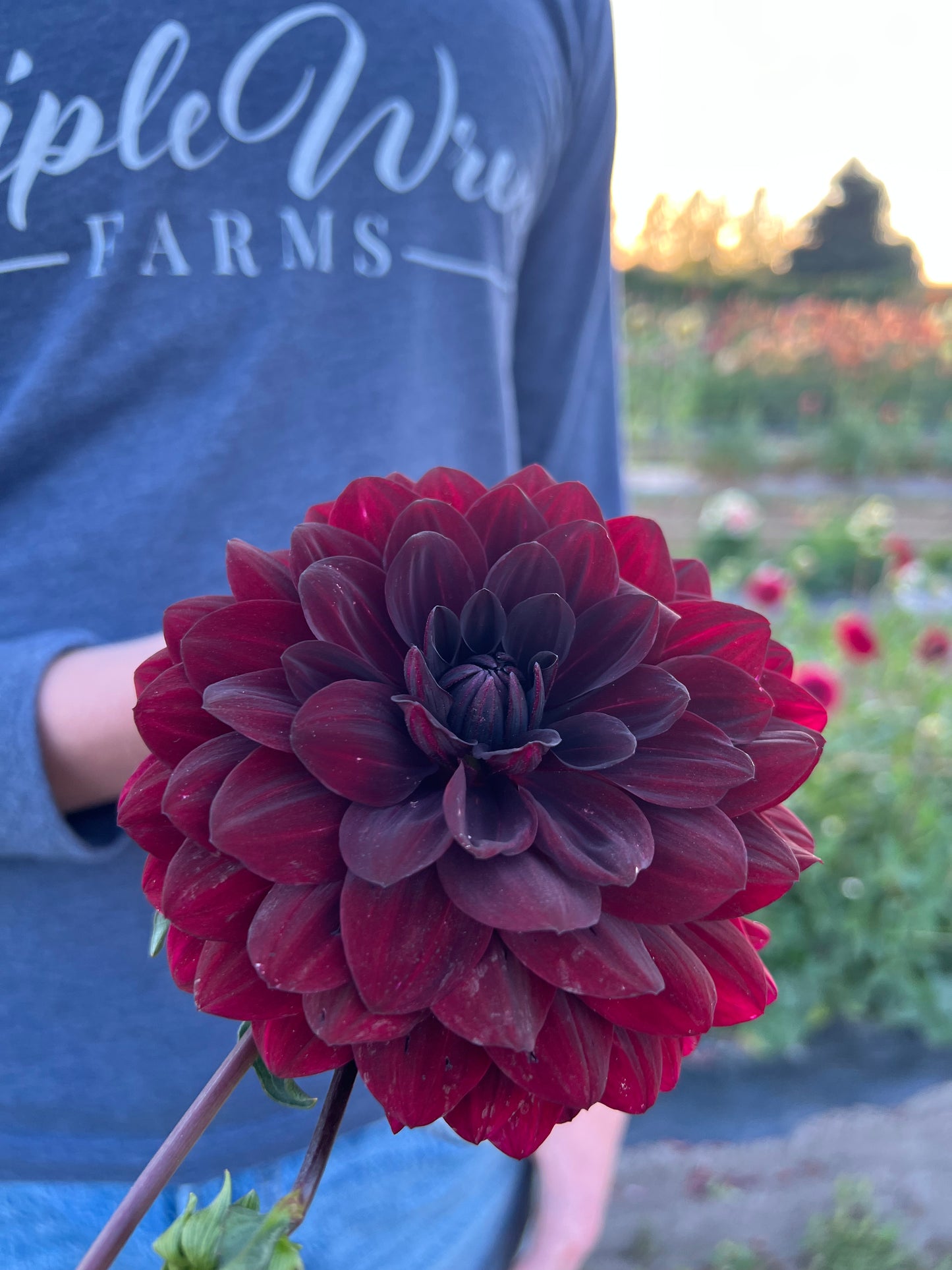 Fidalgo Knight Dahlia Tuber