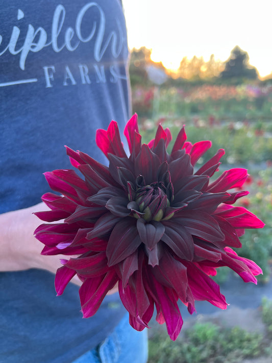 Dark Red and Black and Chocolate Rip CIty Dahlia Tubers from Triple Wren Farms