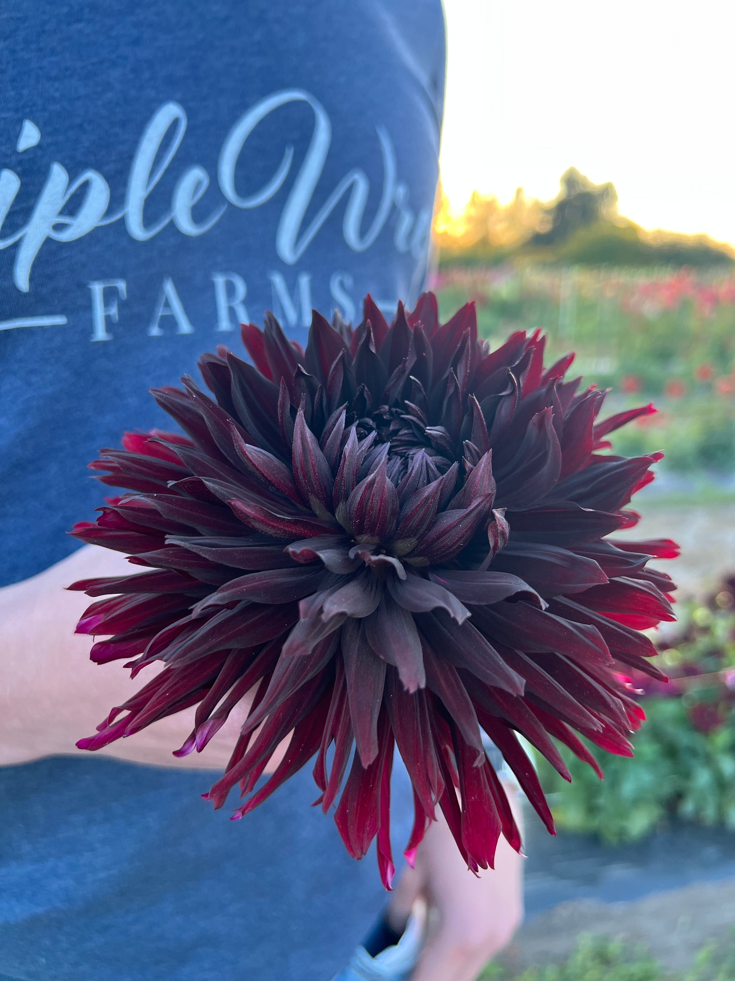 Chocolate and Plum and Black dahlia tubers Blackjack from Triple Wren Farms