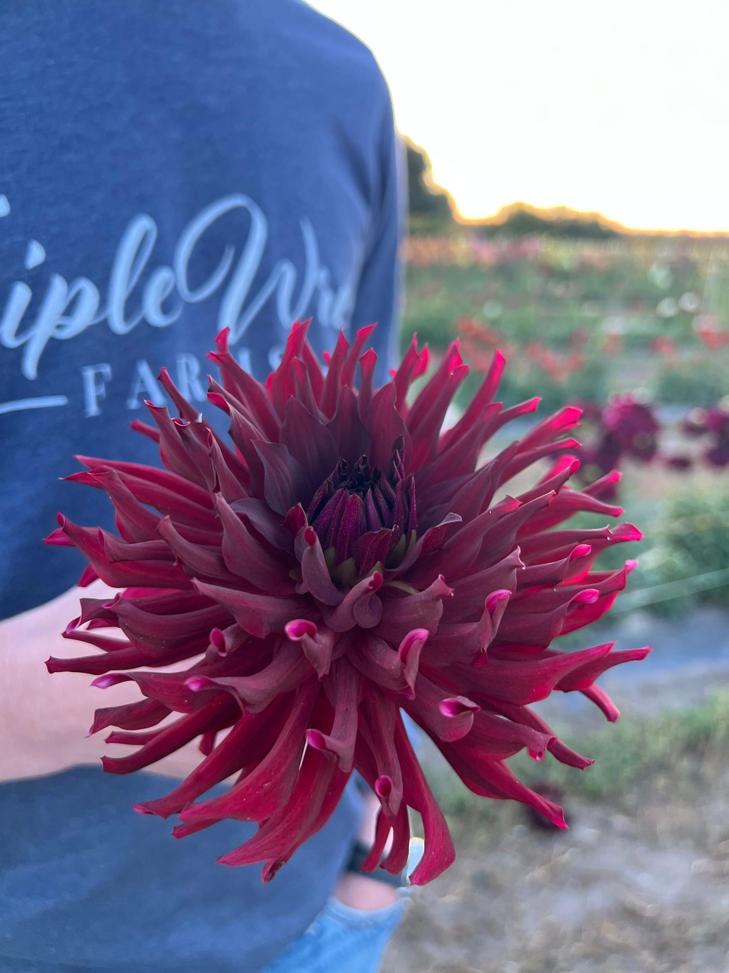 Plum and Dark red and Chocolate Bloomquist Richard Dahlia Tubers from Triple Wren Farms