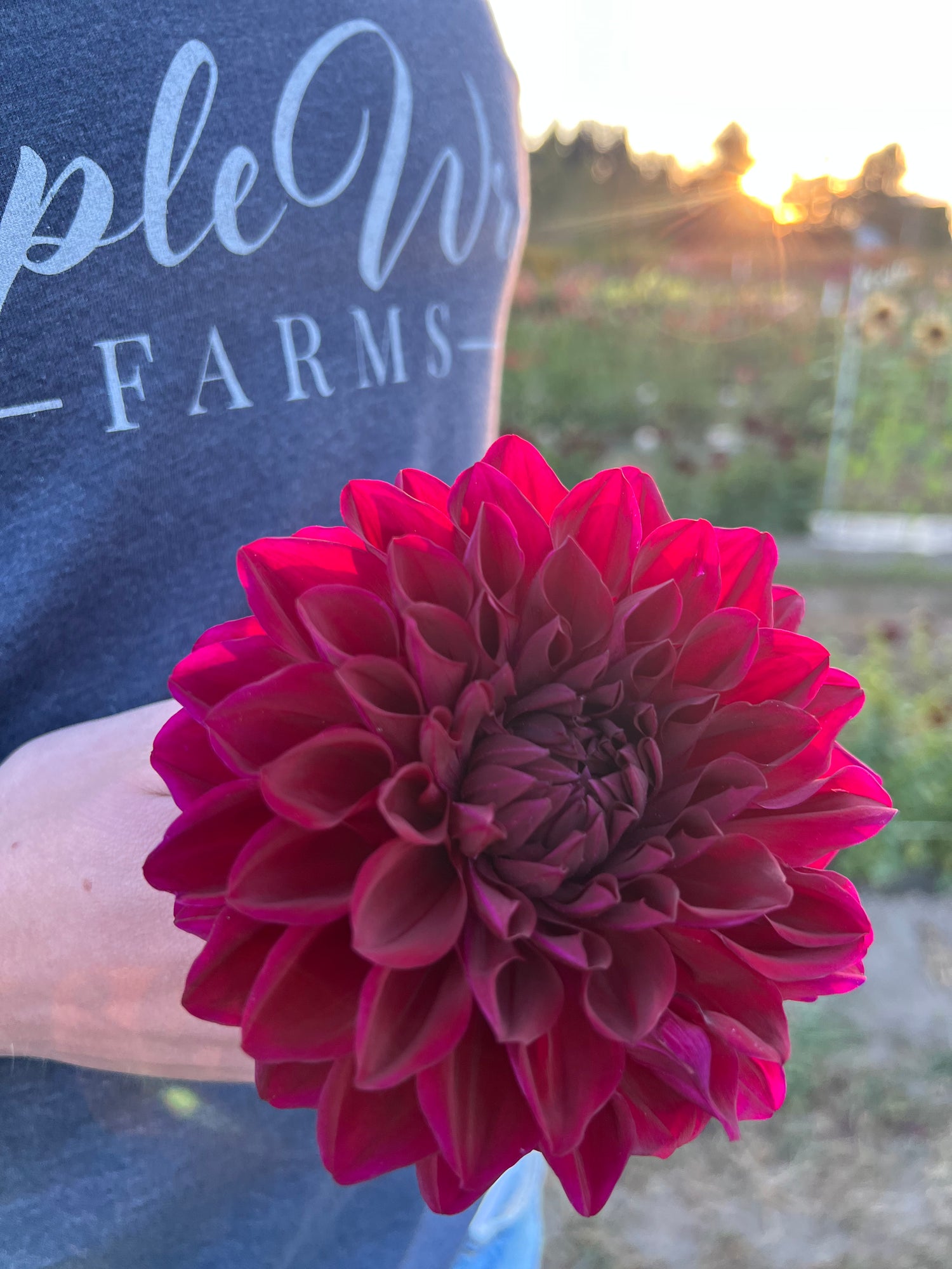 Red and Plum and scarlet Bloomquist Plum Dahlia Tubers from Triple Wren Farms