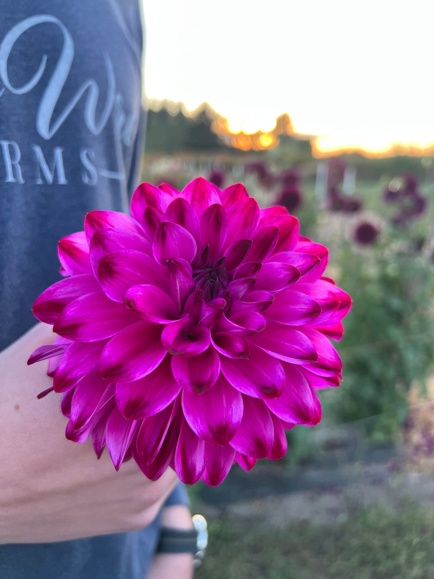 buy Bloomquist Vivian R Dahlia Tubers from Triple Wren Farms for your home garden