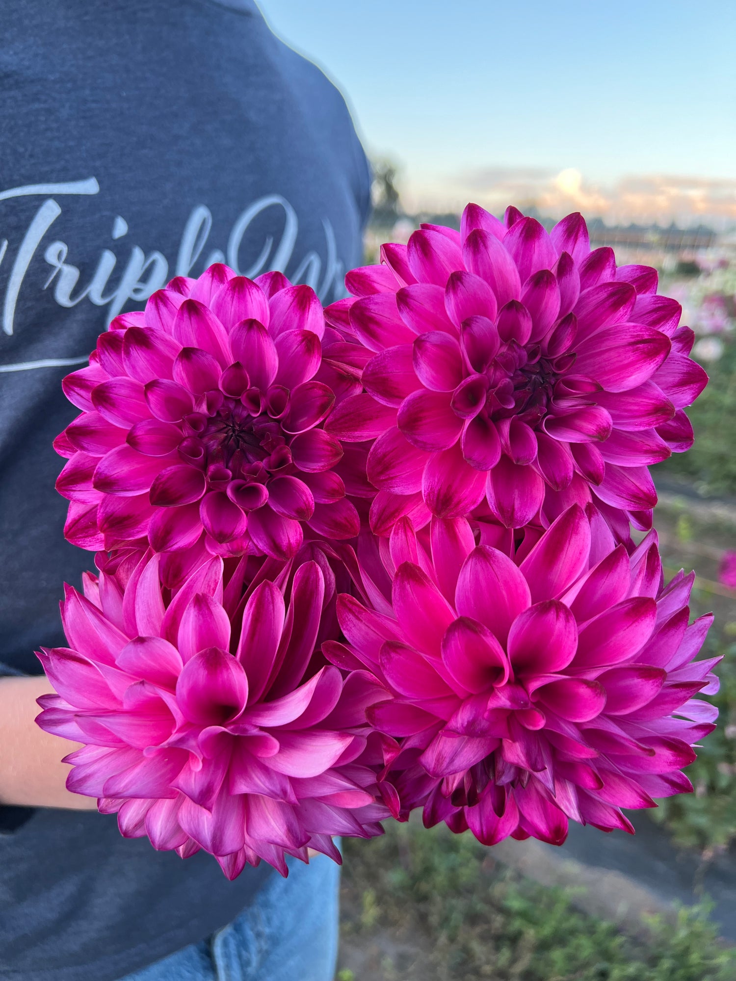 Pink and fuchsia and Purple and Plum Bloomquist Vivian R Dahlia Tubers from Triple Wren Farms