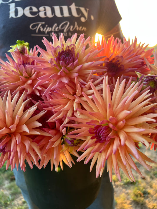 Peach and Orange and Plum and Purple and Light Yellow and Pink dahlia tubers Bloomquist Attention from Triple Wren Farms