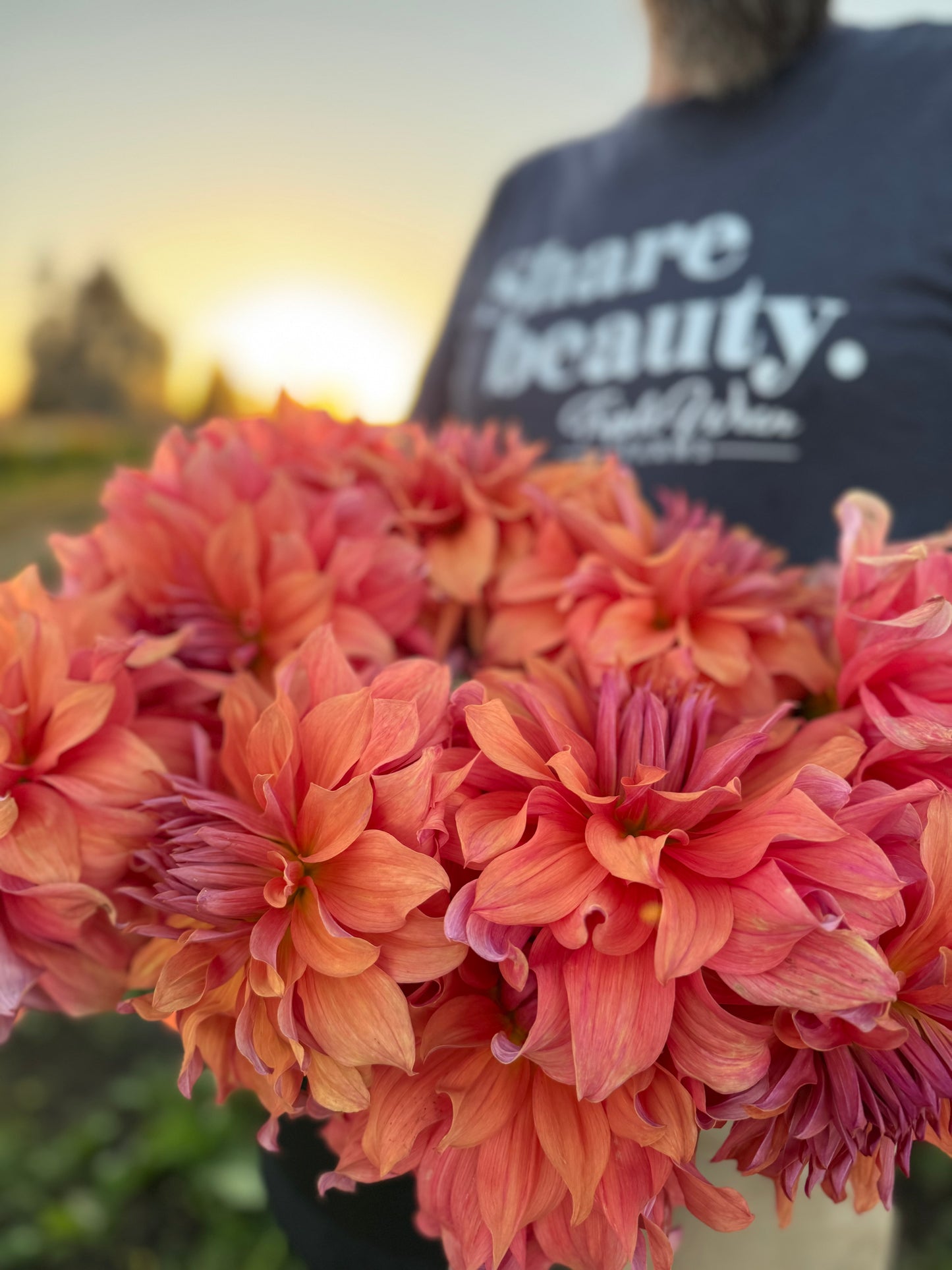 Belle of Barmera Dahlia Tubers