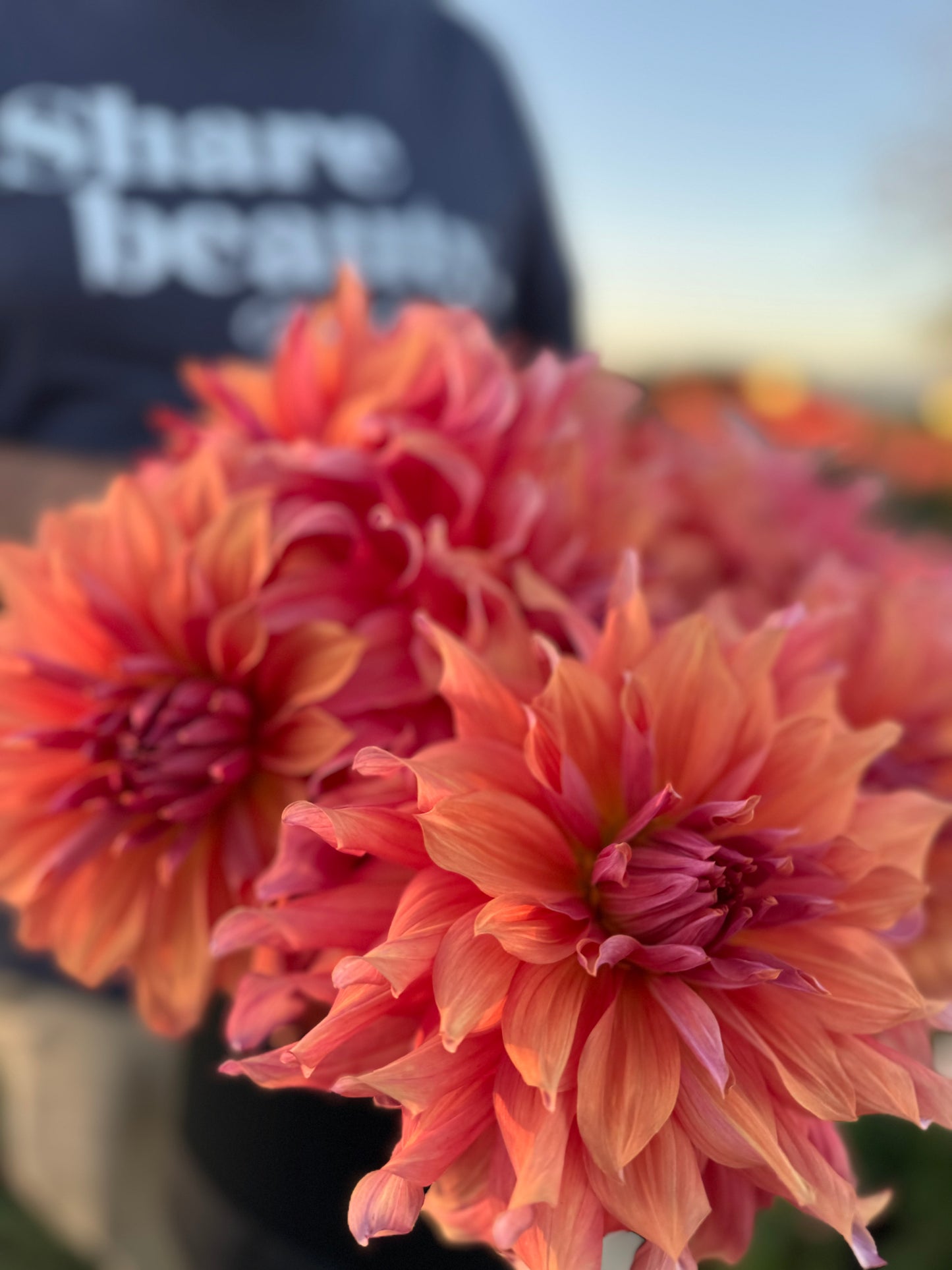 Buy Belle of Barmera Dahlias Triple Wren Farms