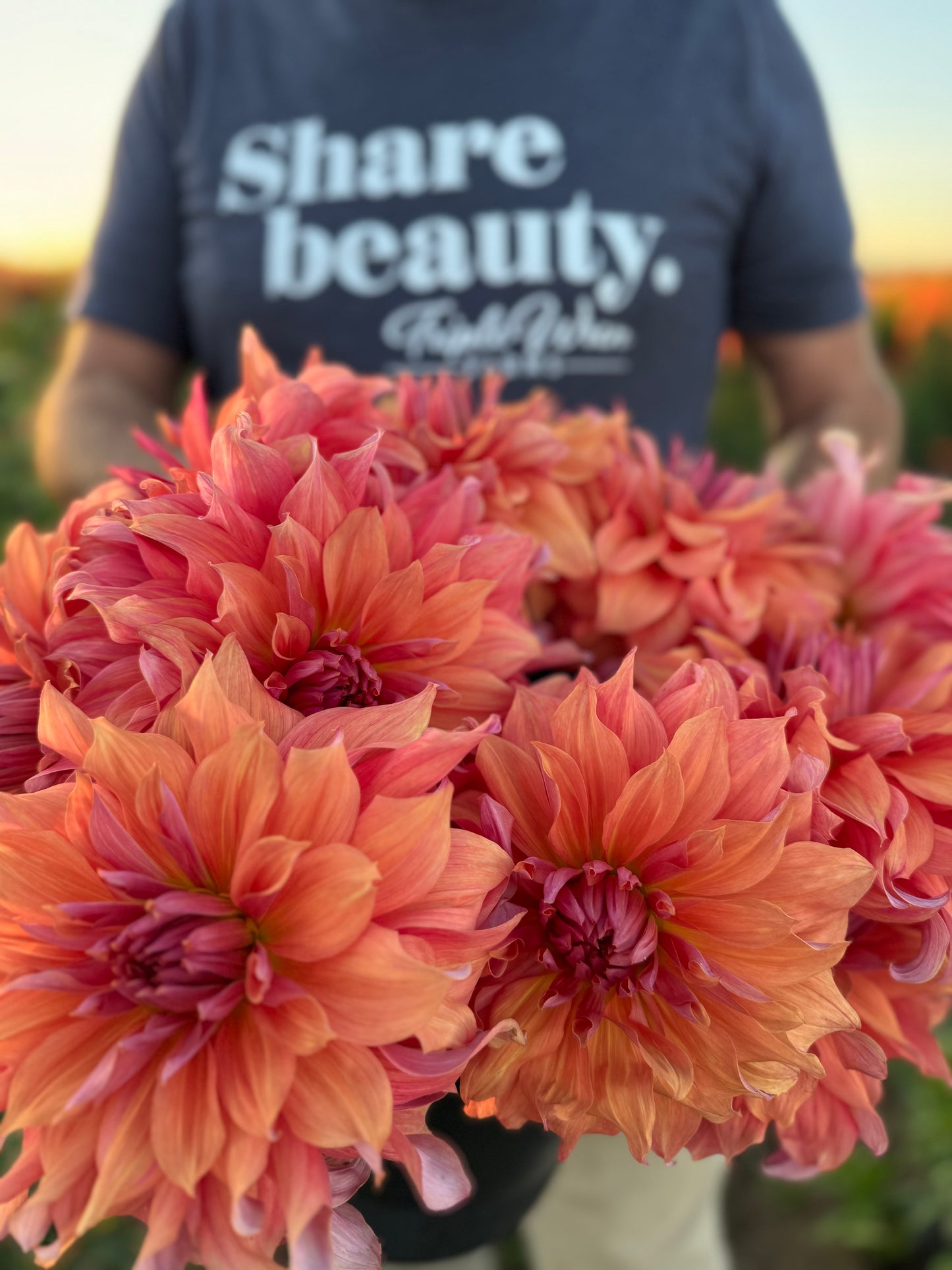 Belle of Barmera Dahlias from Triple Wren Farms