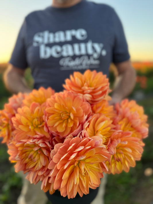 Sandia Susan Waterlily Dahlia