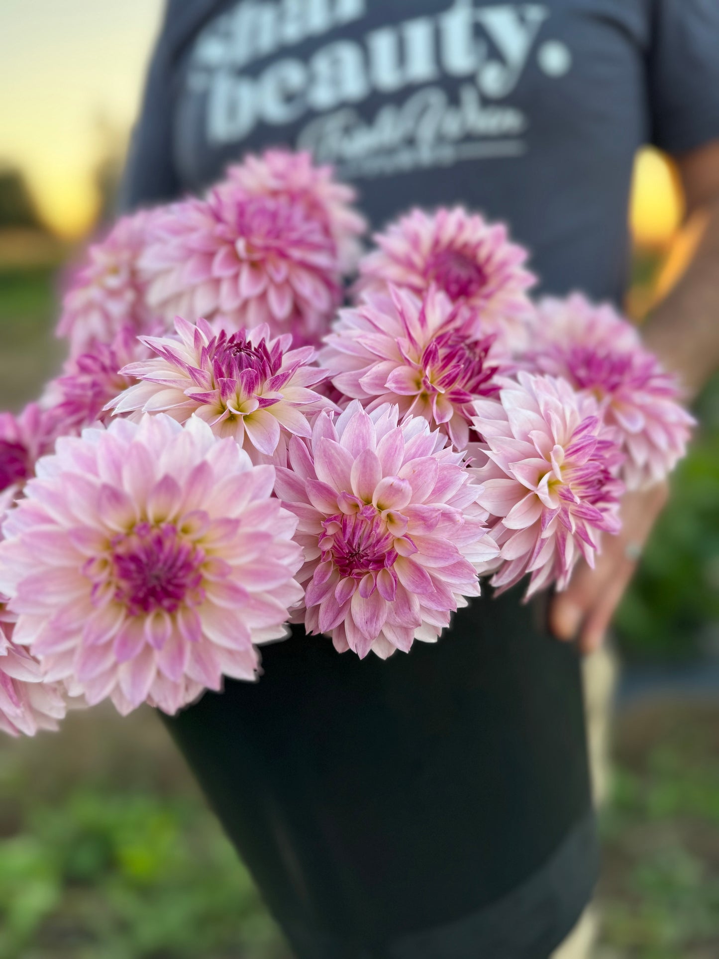 Bloomquist Endlesession Dahlia Tuber