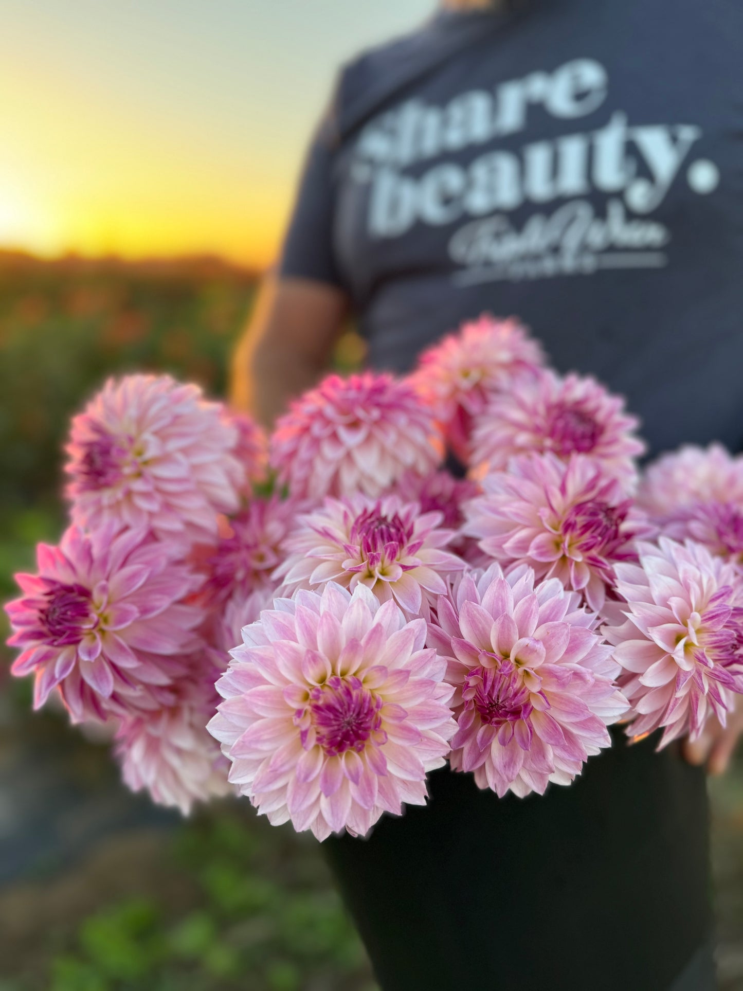 Bloomquist Endlesession Dahlia Plant: Rooted cutting