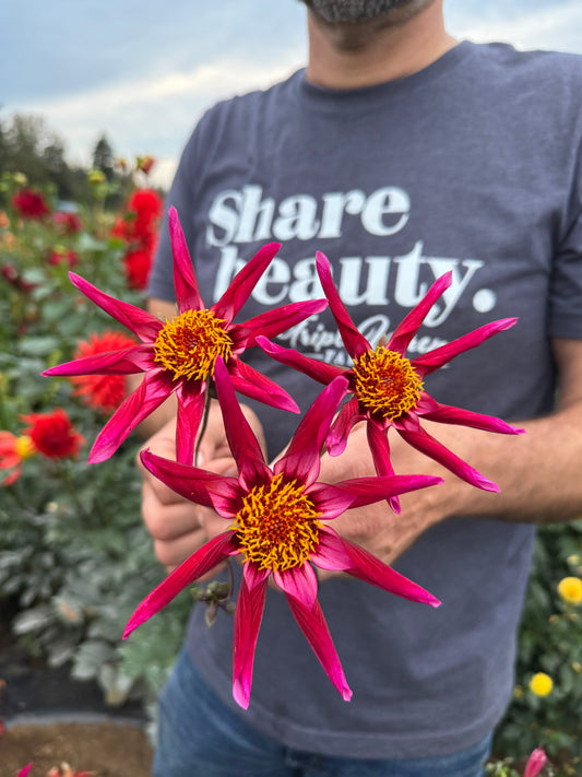 Bloomquist Trophy Dahlia Tuber