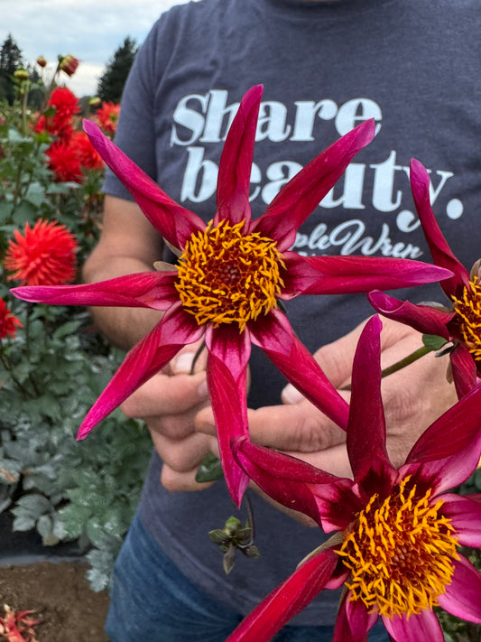 Bloomquist Trophy Dahlia Tuber