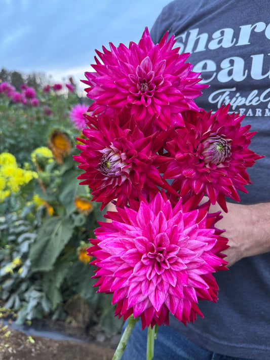 Bloomquist Mayor Dahlia Tuber