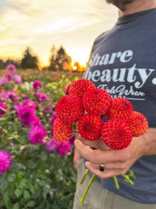 Irish Glow Dahlia Tuber