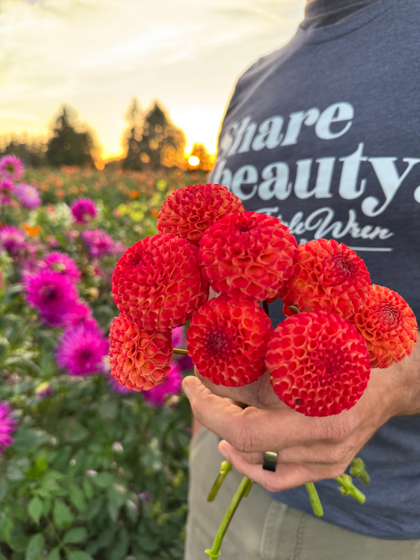 Irish Glow Dahlia Tuber