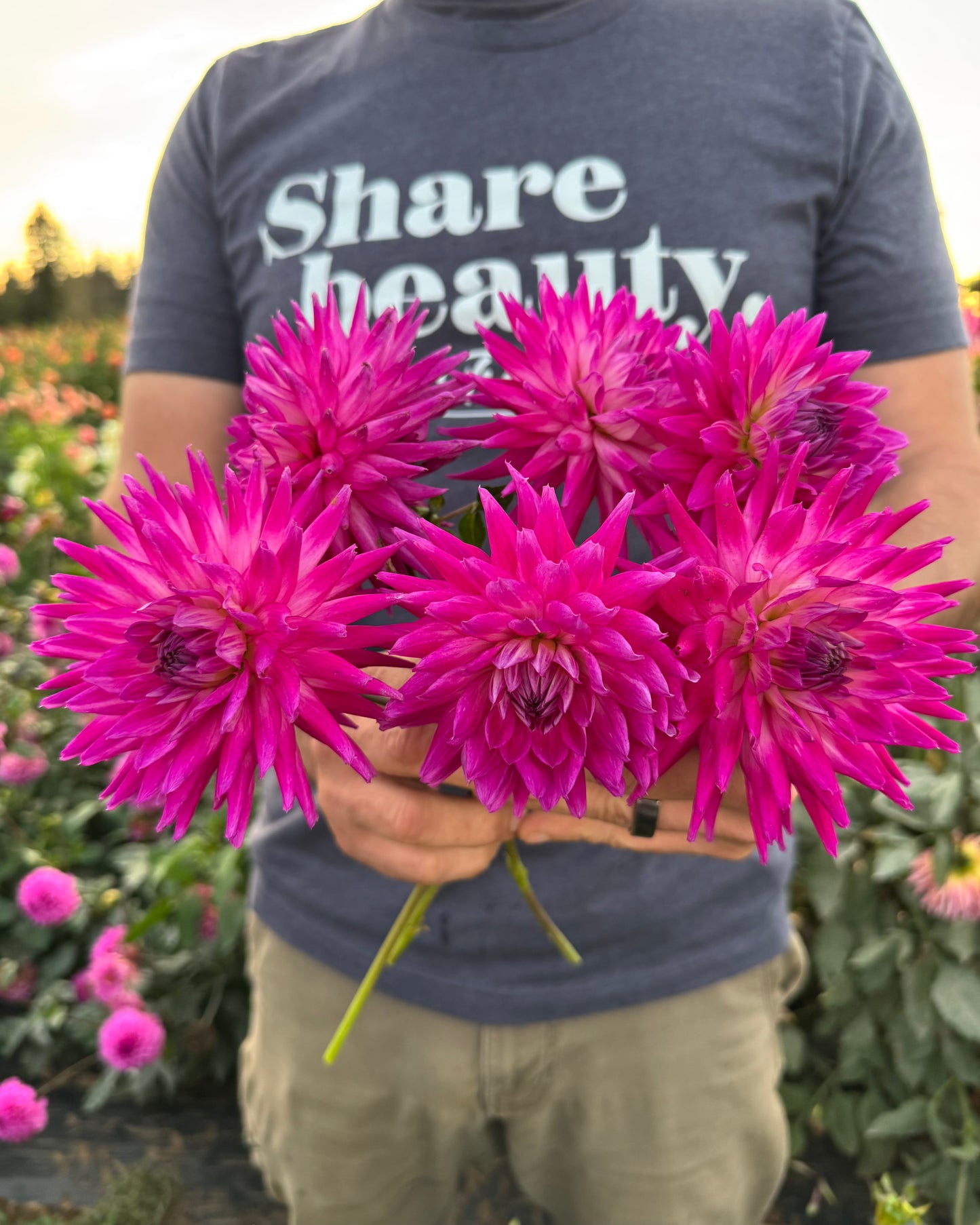 Tubercule de dahlia Gloria de Hollyhill