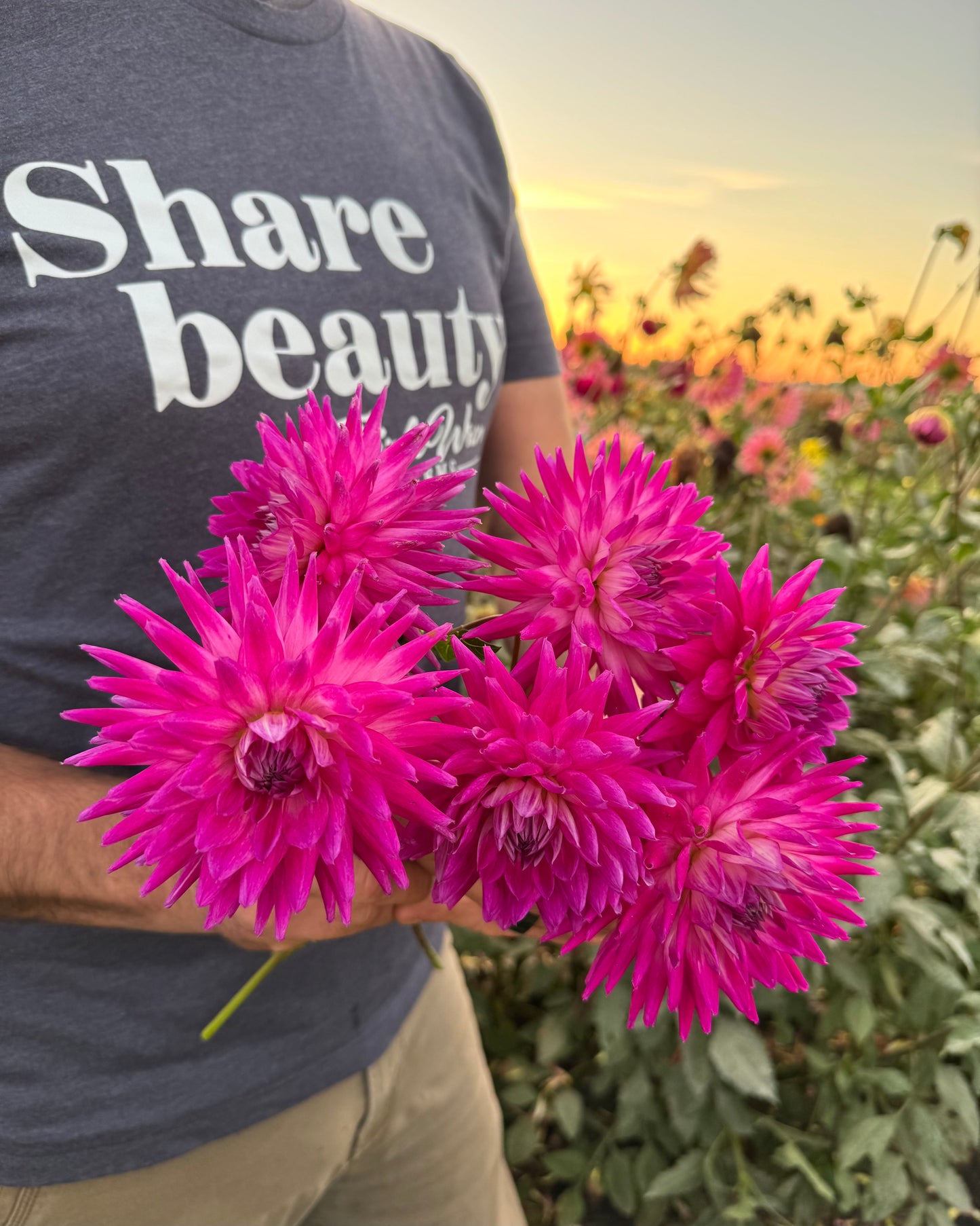 Tubercule de dahlia Gloria de Hollyhill