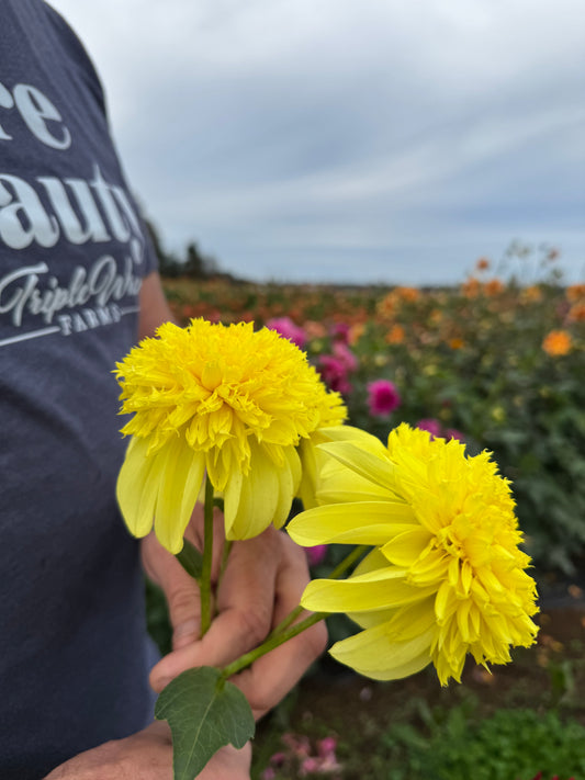 Parkland Savoy Dahlia Tuber