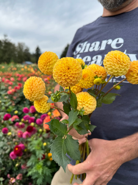 Irish Gnome Dahlia Tuber