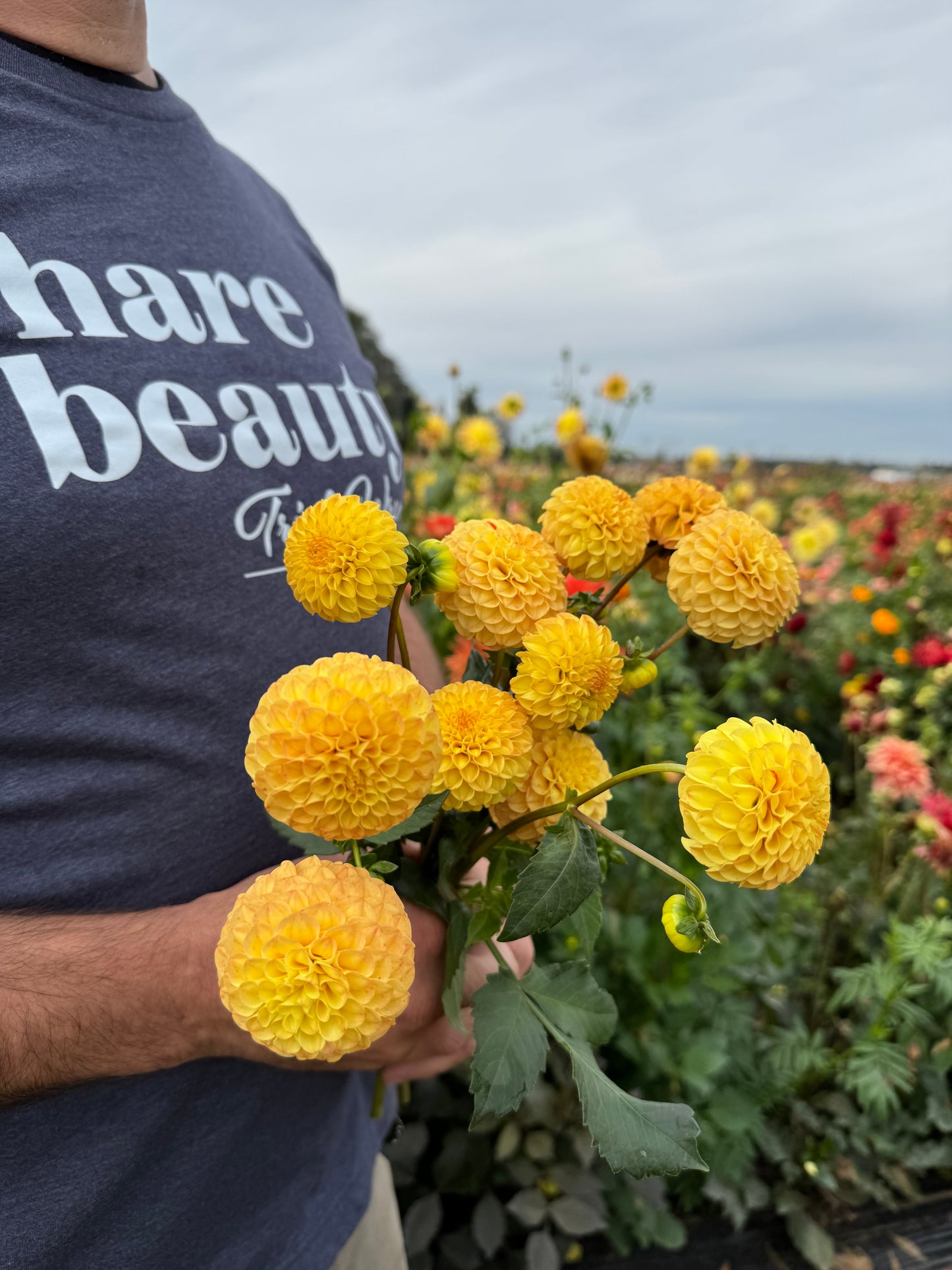 Irish Gnome Dahlia Tuber