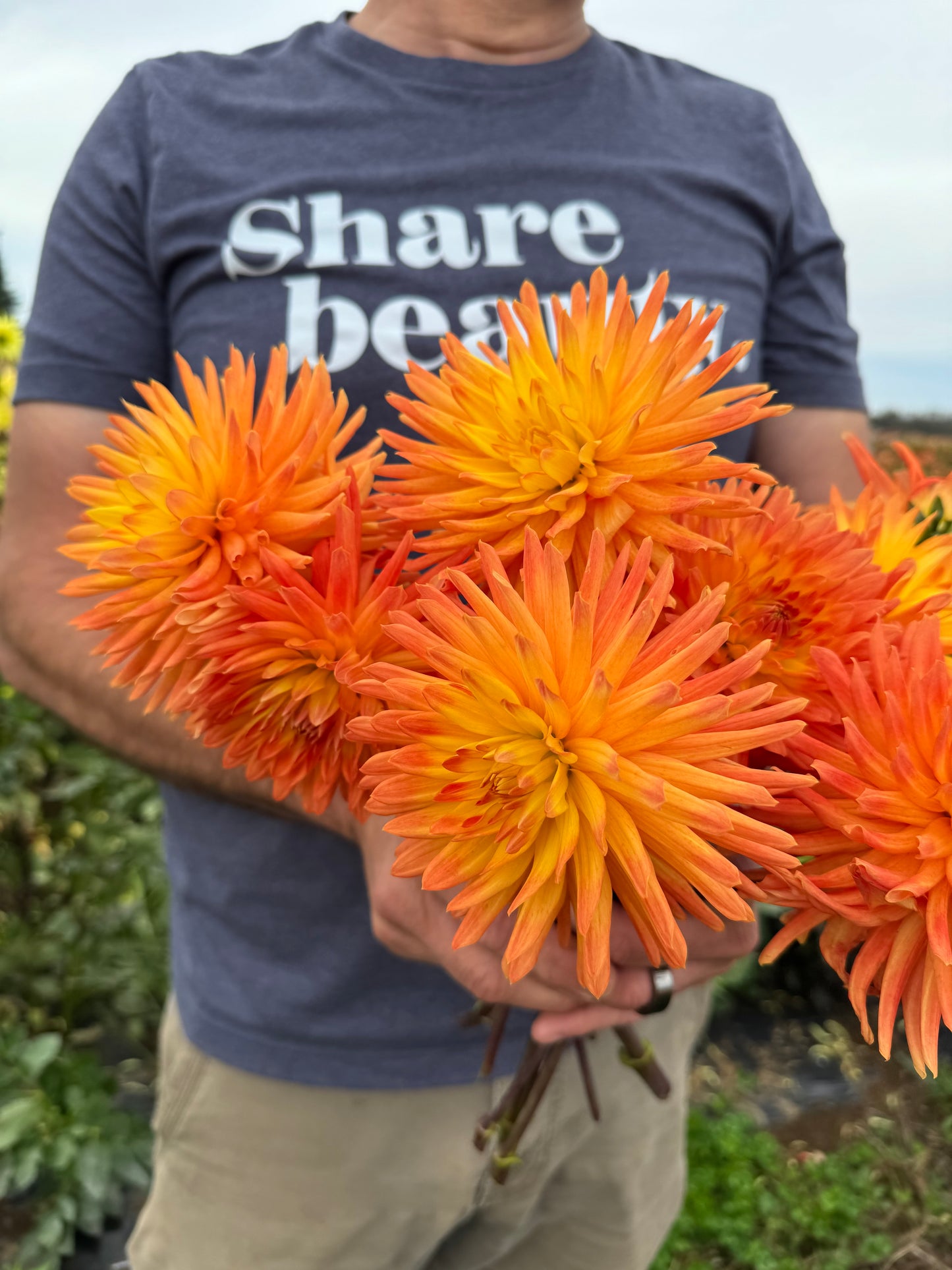 Bloomquist Brook Dahlia Tuber