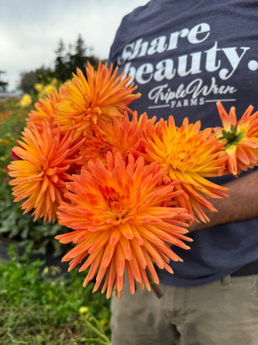 Bloomquist Brook Dahlia Tuber