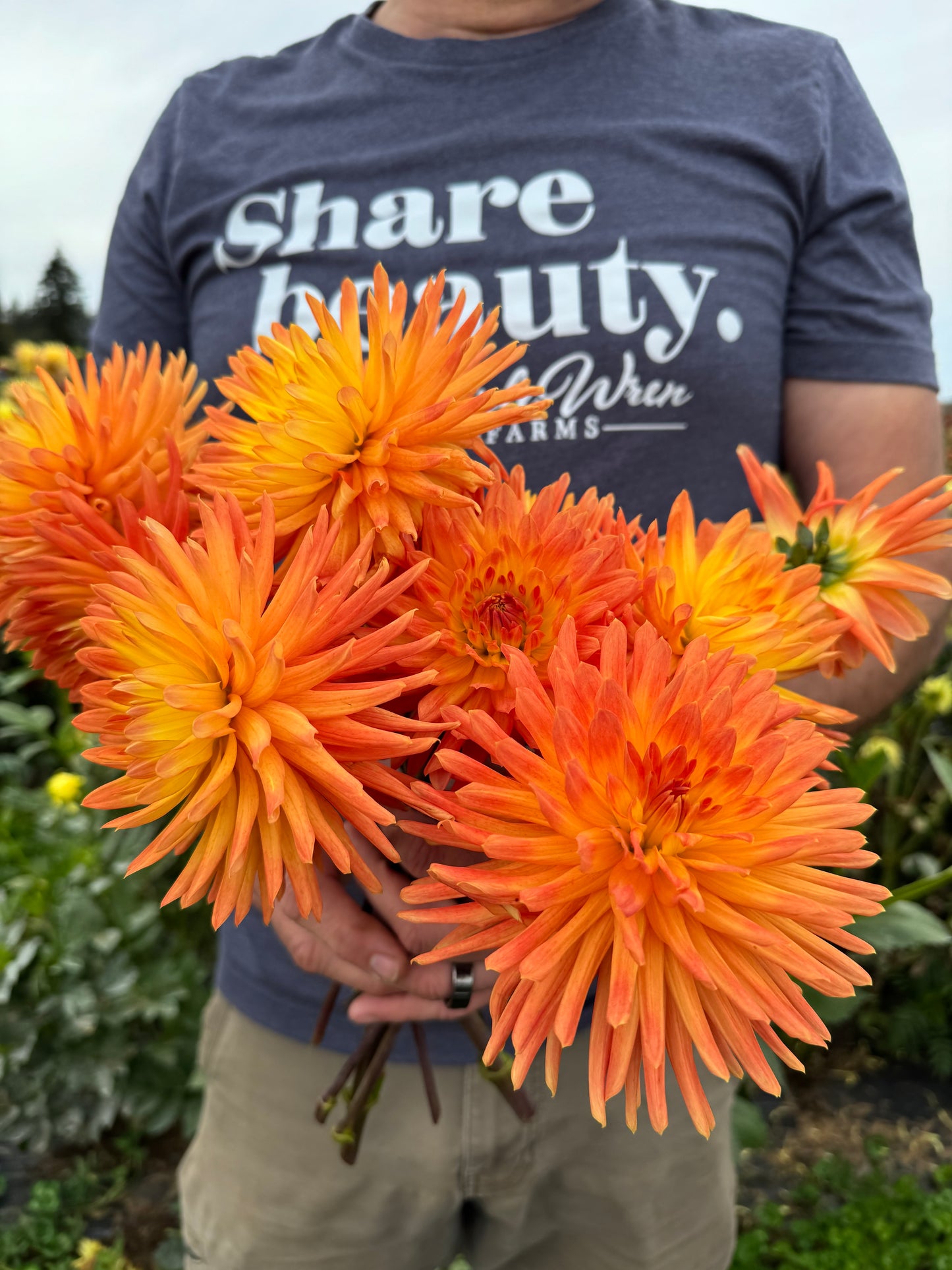 Bloomquist Brook Dahlia Tuber