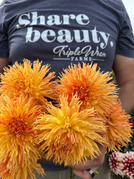 Sandia Wild Child Dahlia Tuber