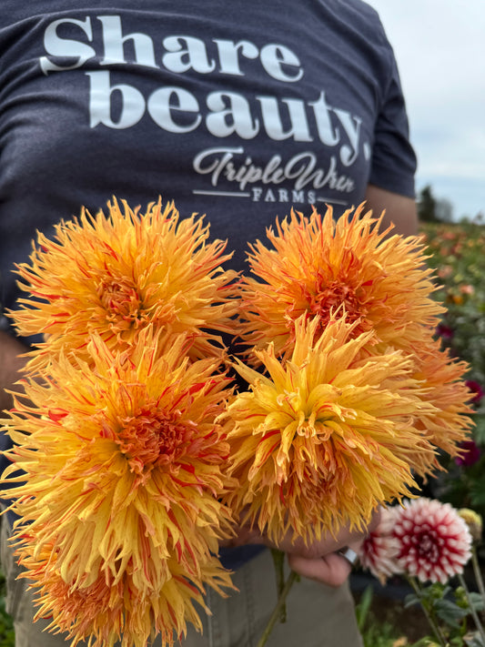 Sandia Wild Child Dahlia Tuber