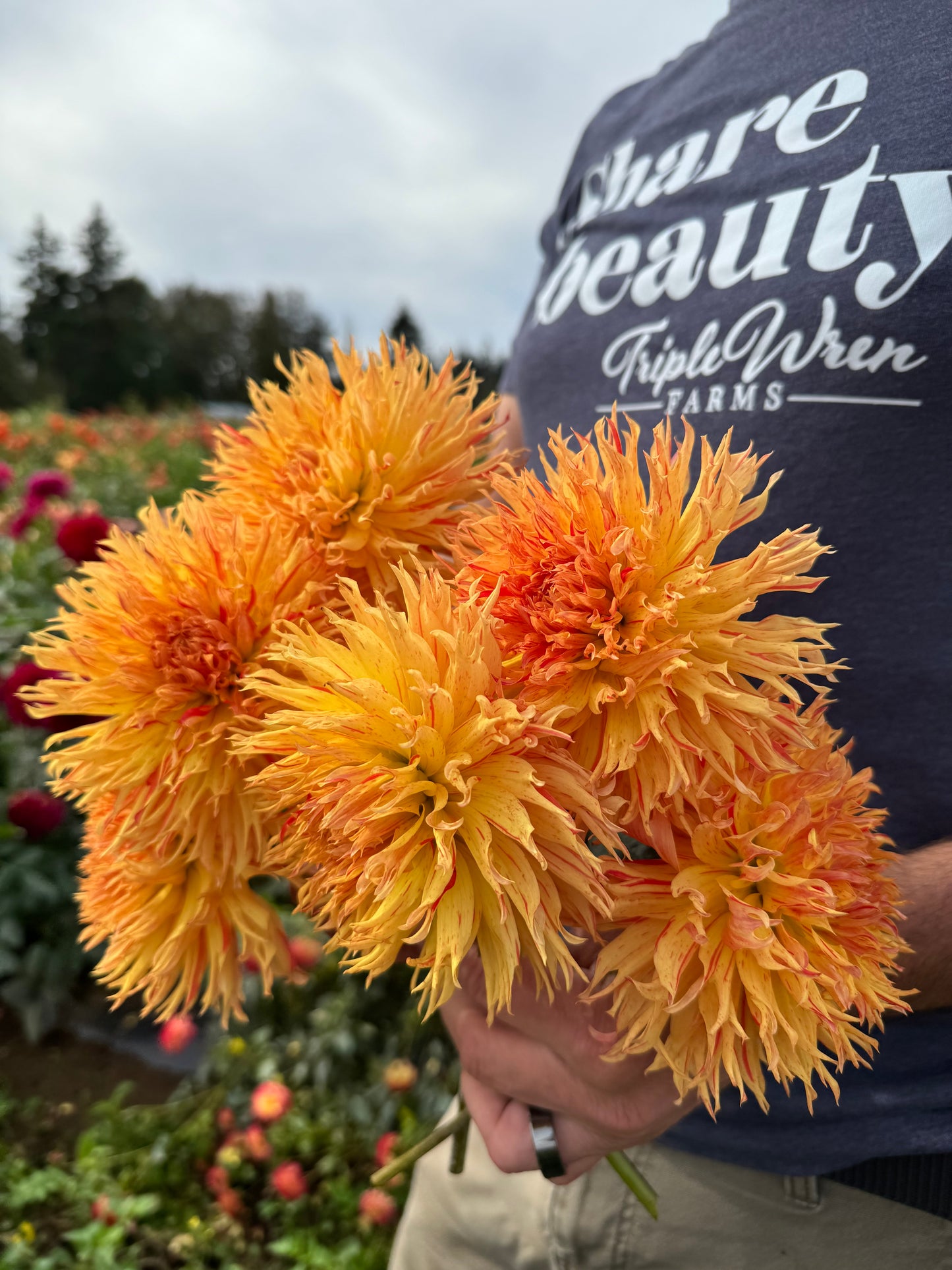 Sandia Wild Child Dahlia Tuber