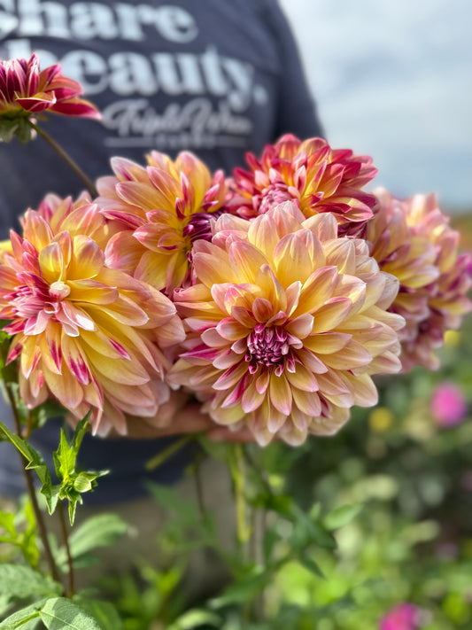 Caribbean Fantasy Dahlia Tuber