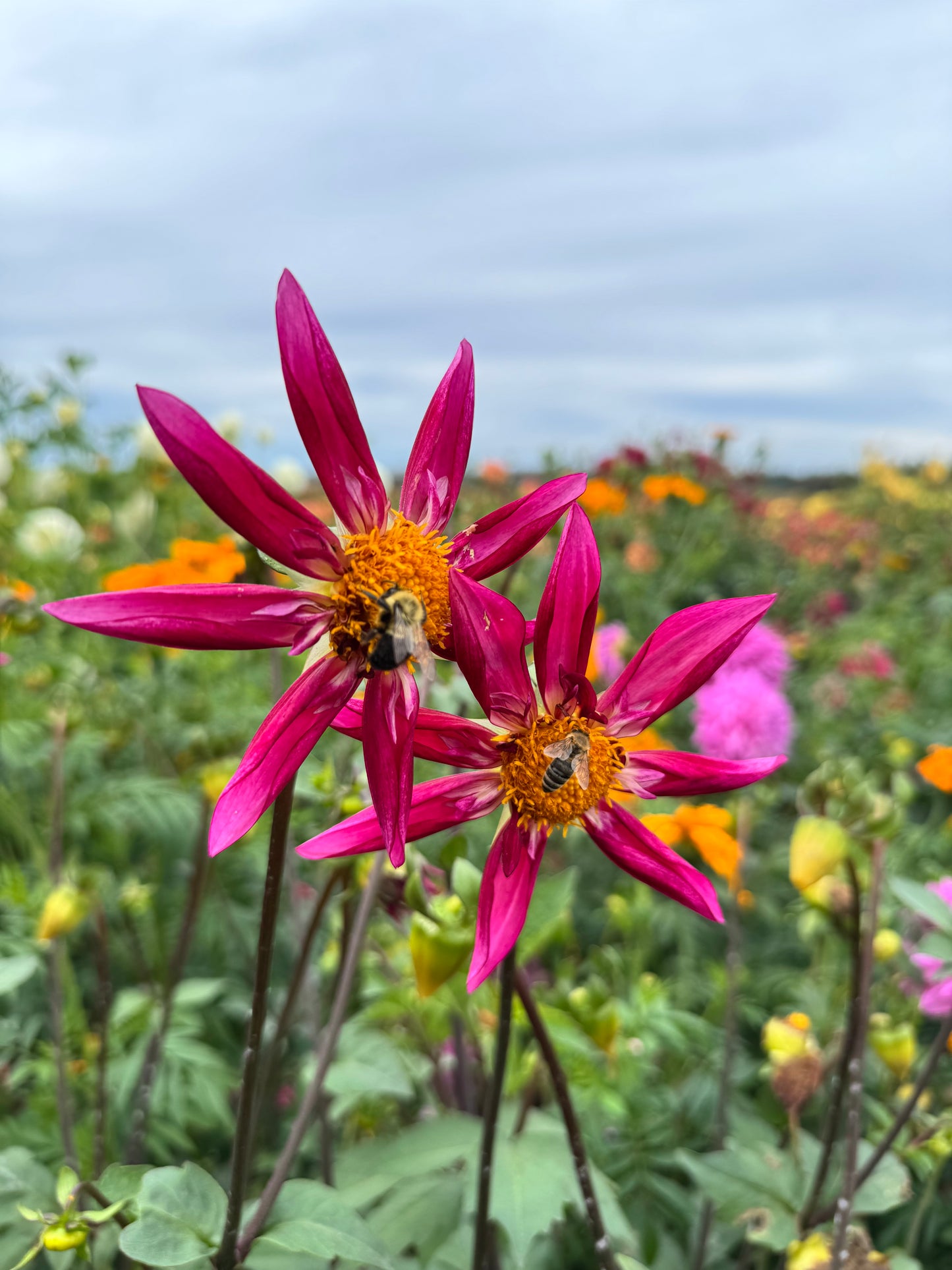 Bloomquist Bellingham Dahlia Tuber