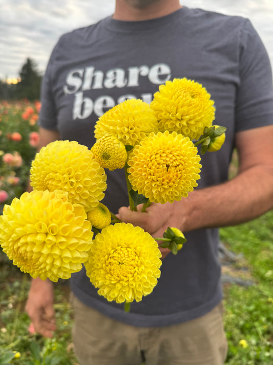 Irish Delight Dahlia Tuber