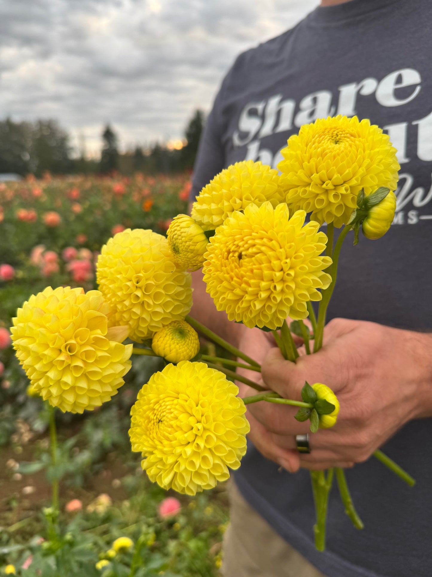 Irish Delight Dahlia Tuber