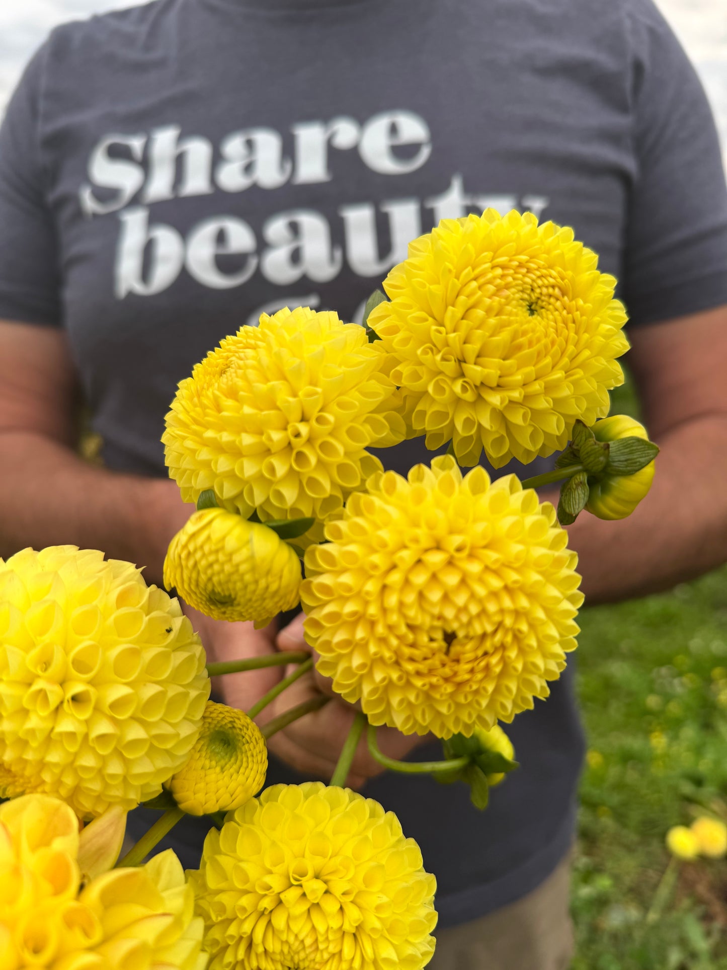 Irish Delight Dahlia Tuber