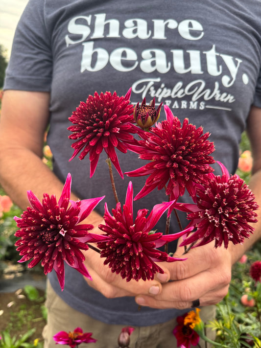 Bloomquist Puff Dahlia Tuber