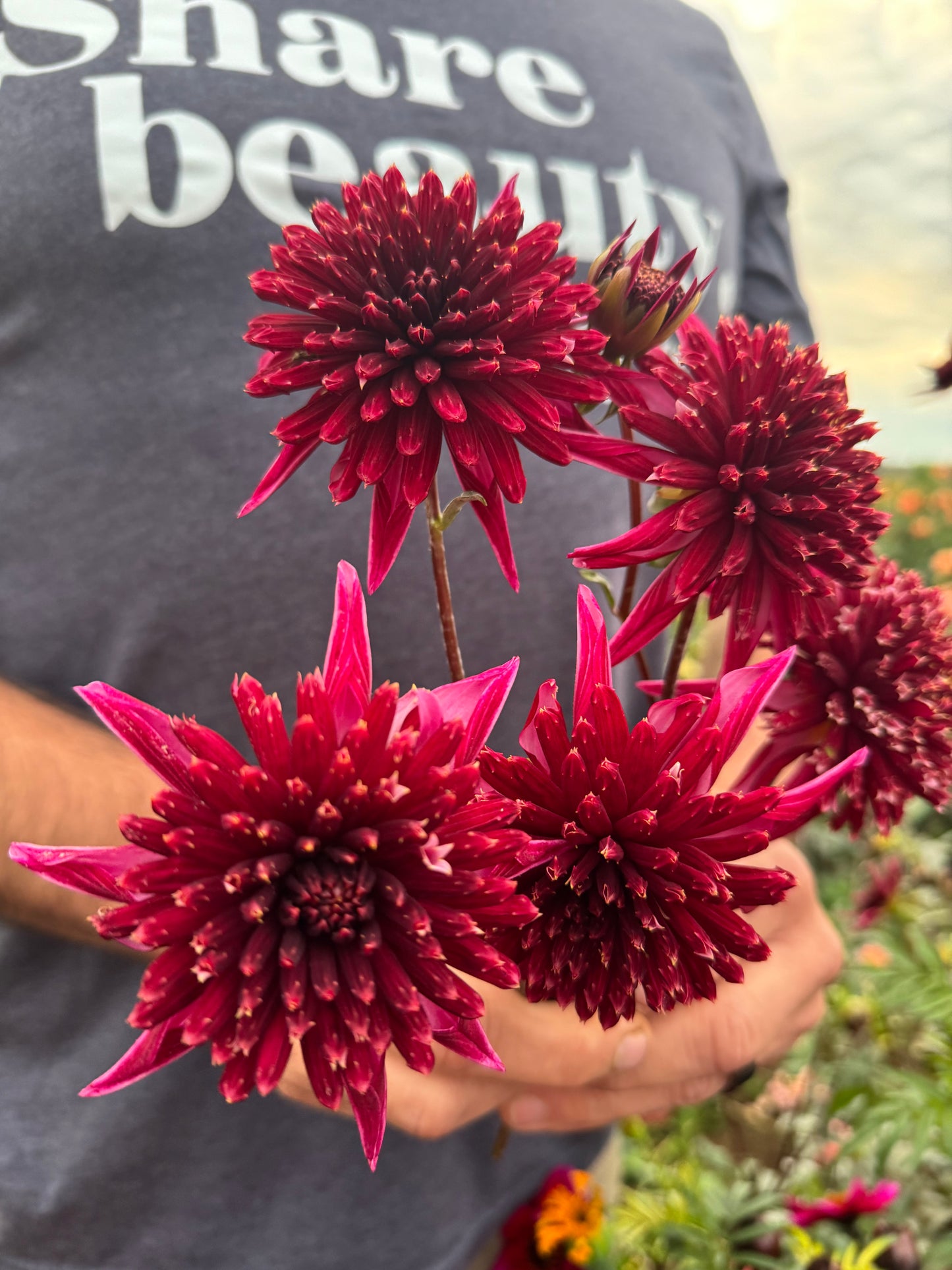 Bloomquist Puff Dahlia Tuber