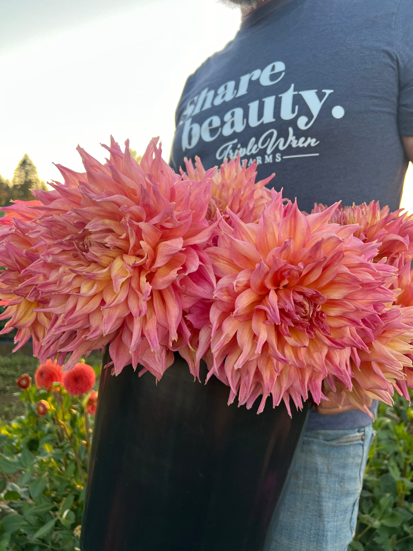 Tubercule de dahlia Aleisha de GG