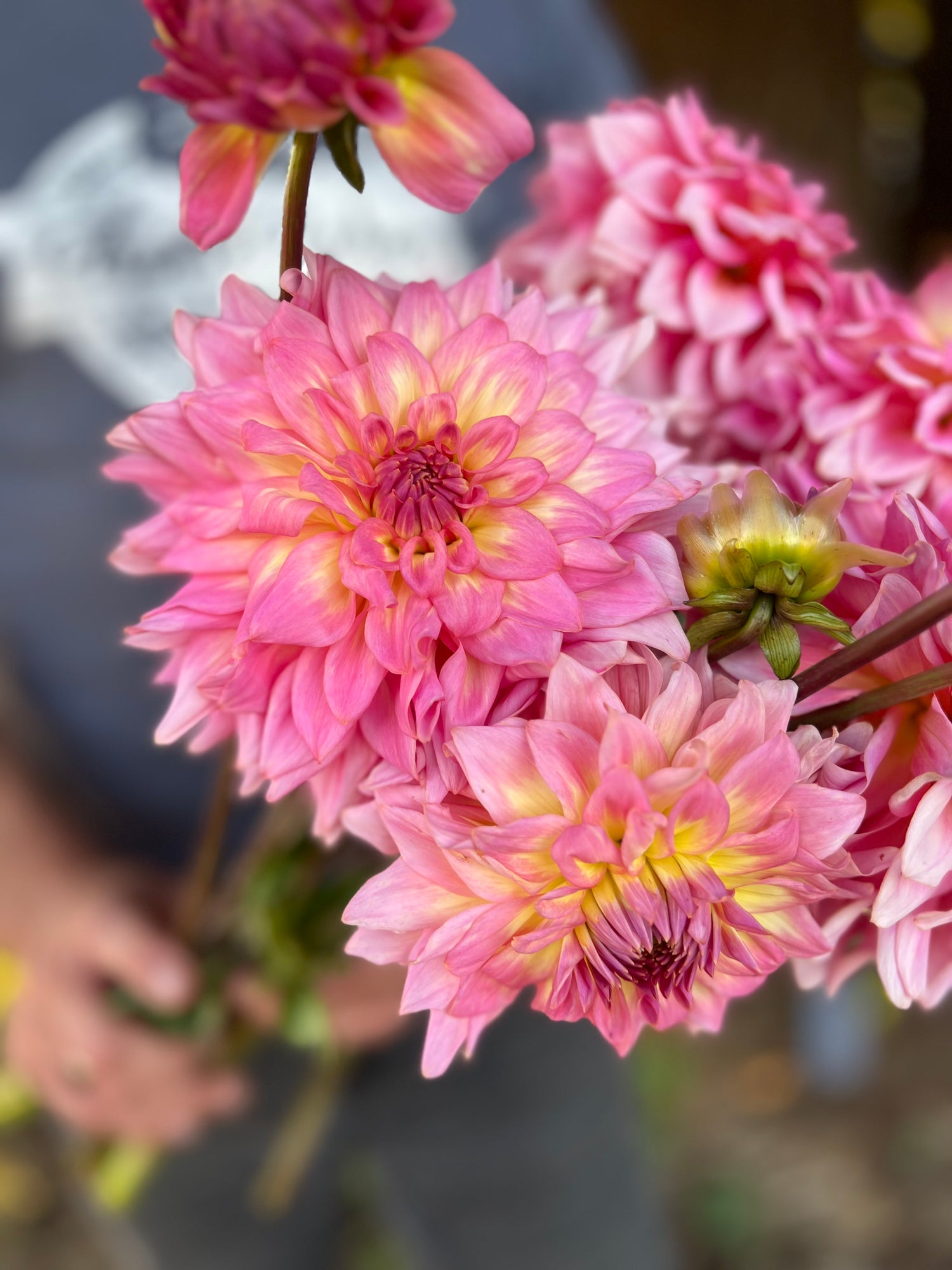 Bloomquist Parasol Dahlia Tuber – Triple Wren Farms