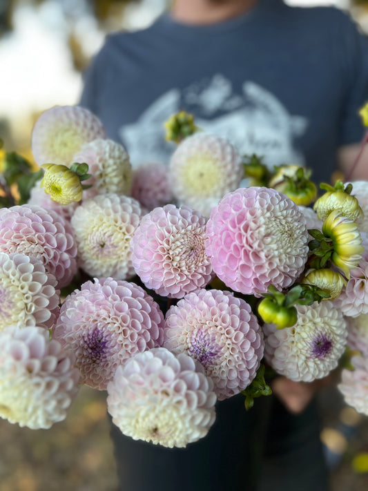 Irish Candy Dahlia Tuber from Triple Wren Farms